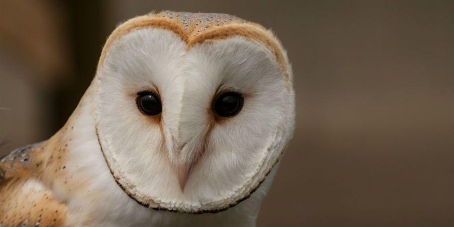 Barn Owl Face Logo - Barn owl. waterway wildlife. Canal & River Trust