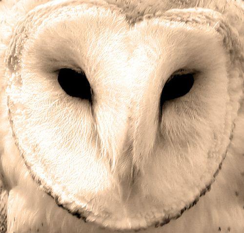 Barn Owl Face Logo - Barn Owl | Barn owl's have one of the most specialized faces… | Flickr