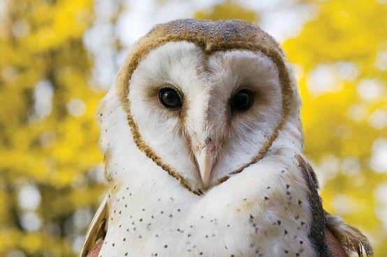 Barn Owl Face Logo - who who??. Things I'd Like to Model. Dr. who