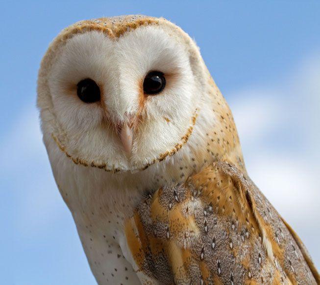 Barn Owl Face Logo - owl species with irresistible faces. MNN Nature Network