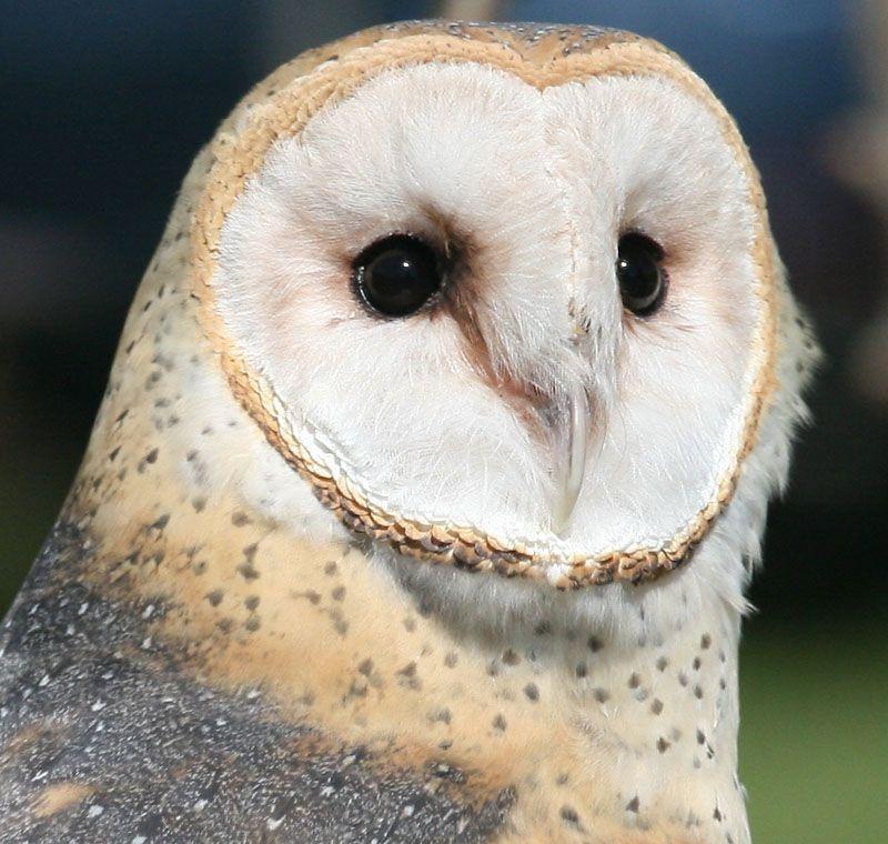 Barn Owl Face Logo - Barn Owls - Methow Grist