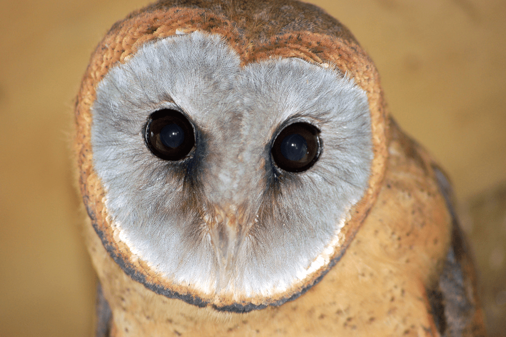 Barn Owl Face Logo - Ashy Faced Owl Owl Wildlife Park