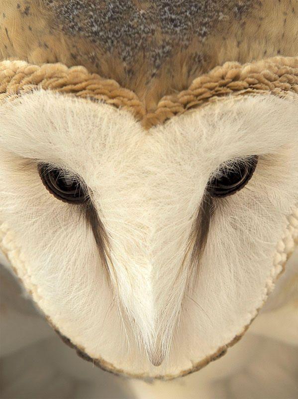 Barn Owl Face Logo - 2015 Audubon Photography Awards Top 100 | Birds | Owl, Birds, Owl photos