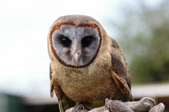 Barn Owl Face Logo - Ashy-Faced Barn Owl 