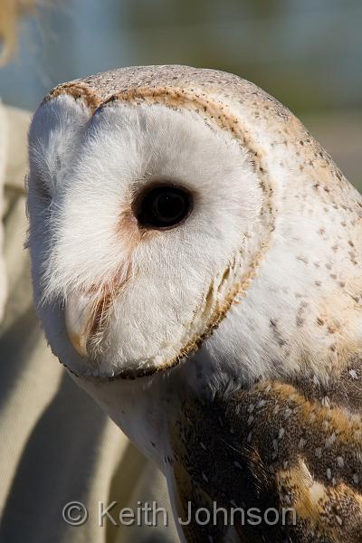 Barn Owl Face Logo - Top Level/Oz Flora & Fauna/Barn Owl Face