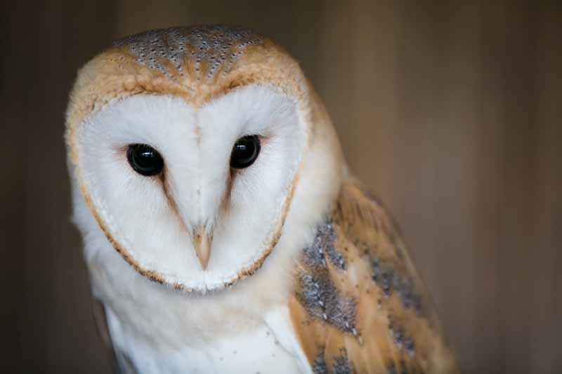 Barn Owl Face Logo