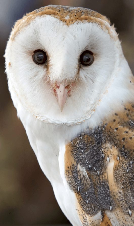 Barn Owl Face Logo - Beautiful Barn Owl / year round Saw two babies and the momma, flying