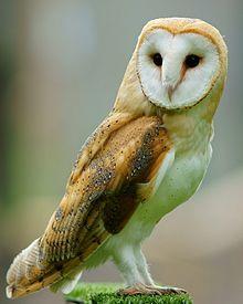 Barn Owl Face Logo - Barn owl