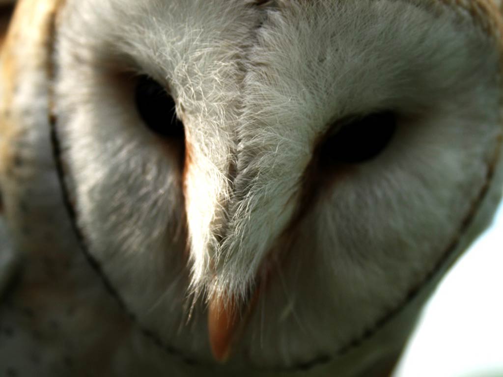Barn Owl Face Logo - Barn Owl Wallpaper and background - Animals Town