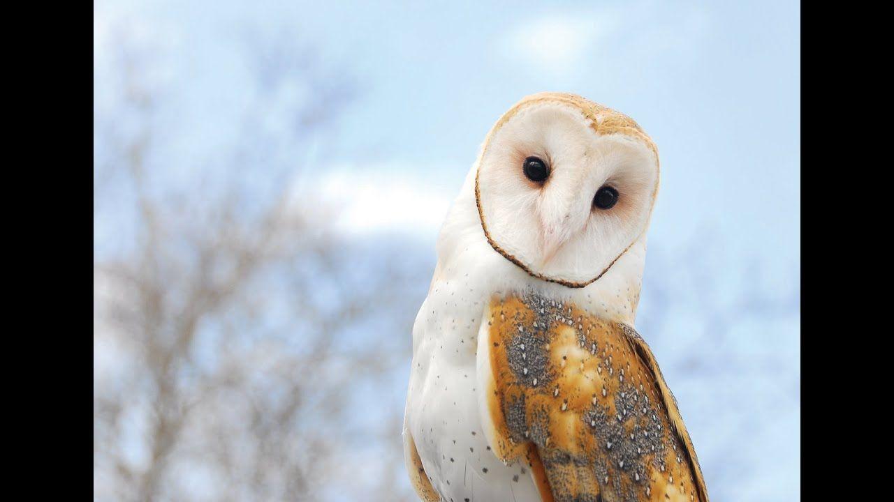 Barn Owl Face Logo - This Is All You Need To Know About Barn Owls - YouTube