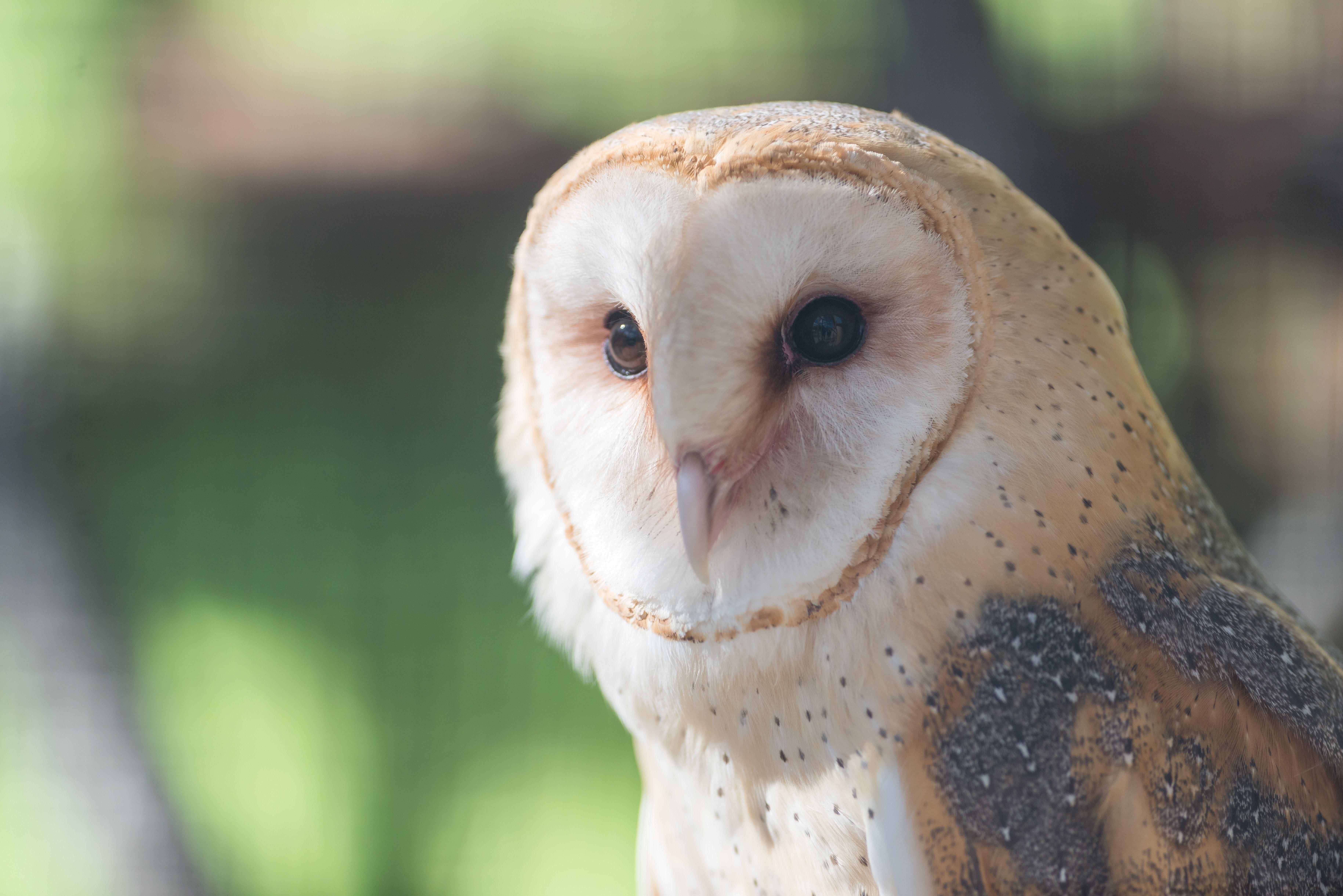 Barn Owl Face Logo - Barn Owl