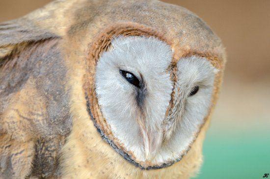 Barn Owl Face Logo - Ashy Faced Barn Owl. of The Rutland Falconry and Owl