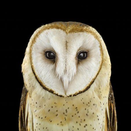 Barn Owl Face Logo - barn owl