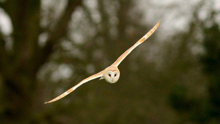 Barn Owl Face Logo - Barn Owl Wildlife Trust