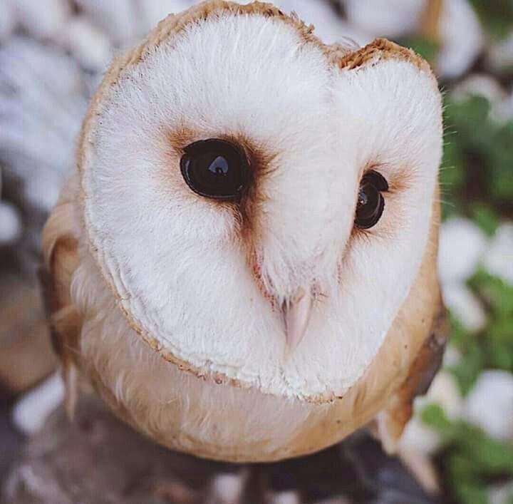 Barn Owl Face Logo - look at the precious face