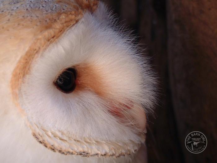 Barn Owl Face Logo - Barn Owl adaptations - The Barn Owl Trust