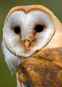 Barn Owl Face Logo - Barn Owl face