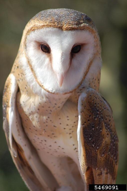 Barn Owl Face Logo - Barn Owl alba. Wildlife Journal Junior