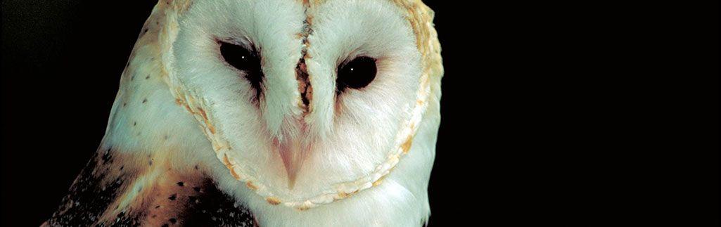 Barn Owl Face Logo - Barn Owl Survey. Protected Species Survey. The Ecology Partnership