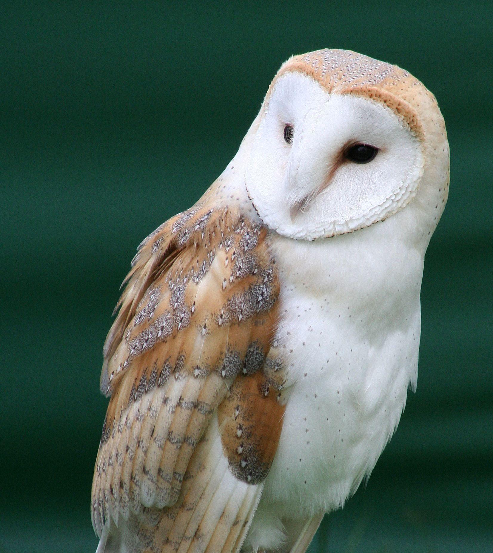 Barn Owl Face Logo - Not just a pretty face: The facial ruff of barn owls and sound