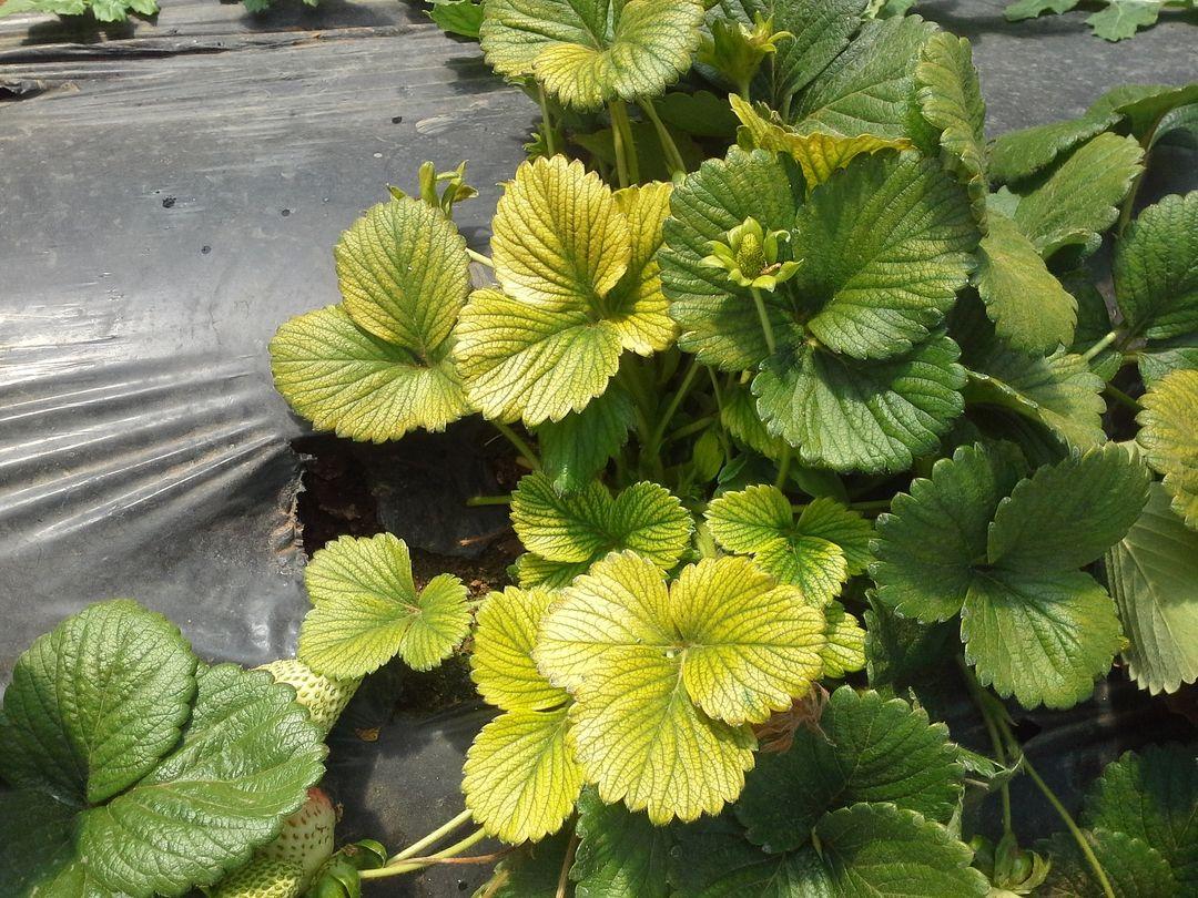 Blue and Yellow Green Leafs Logo - Why are my plants turning yellow? | MNN - Mother Nature Network