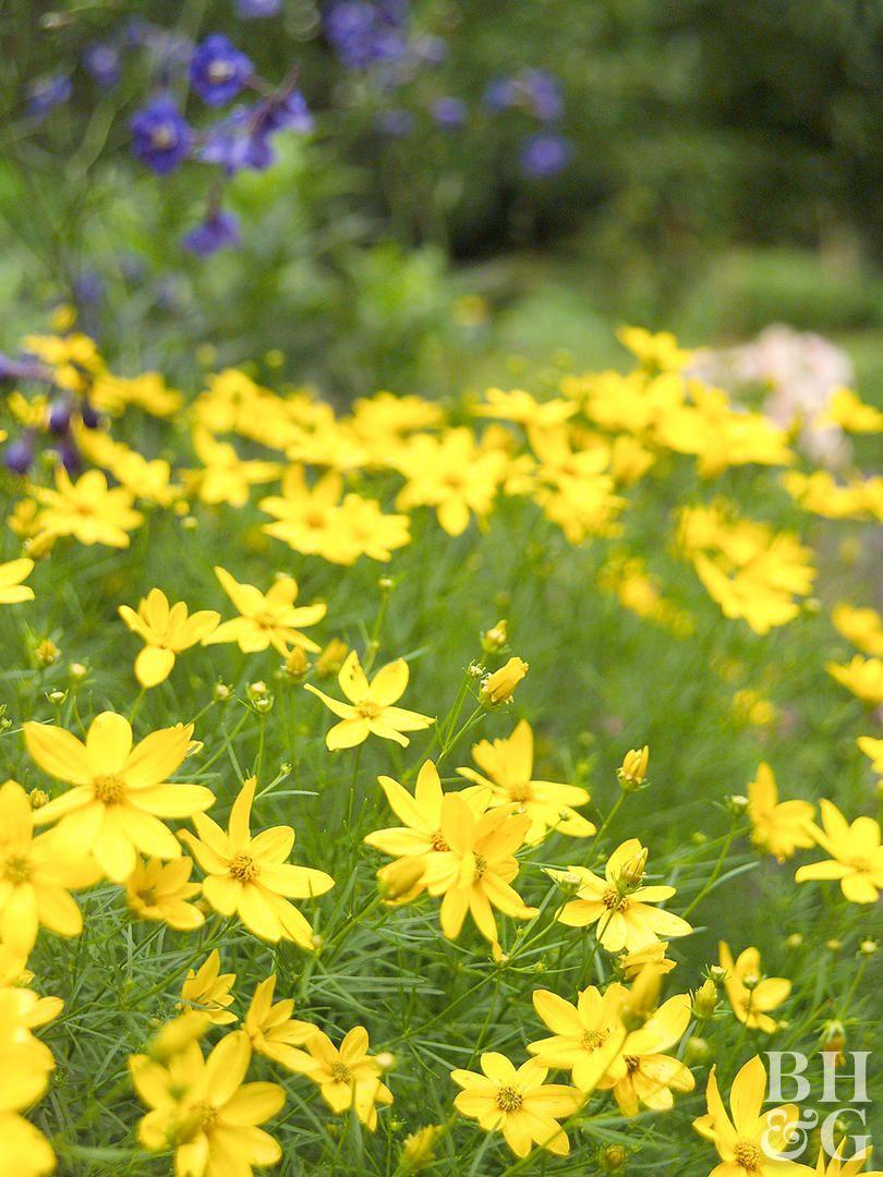 Green and Yellow Flower Logo - Perennials for Your Garden. Better Homes & Gardens