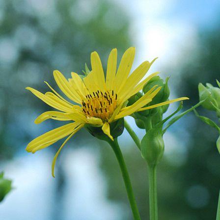 Green and Yellow Flower Logo - Top 25 Most Beautiful Yellow Flowers