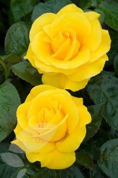 Green and Yellow Flower Logo - Best Yellow flowers image. Flower art, Art floral, Florals