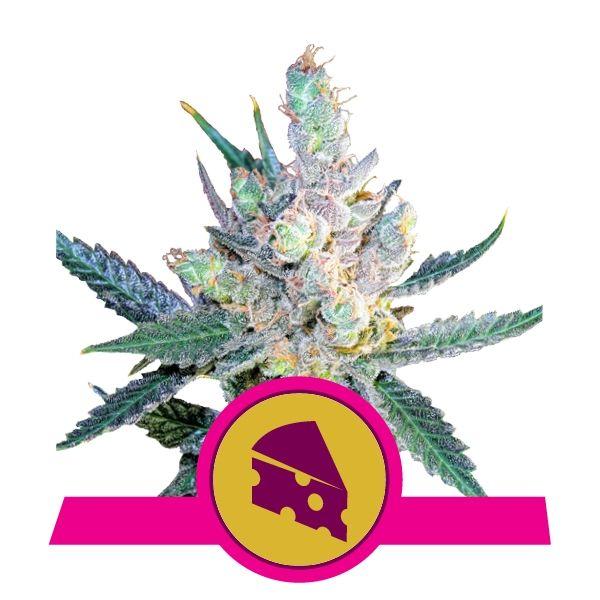 Cannabis Flower Logo - Royal Cheese (Fast Flowering) 