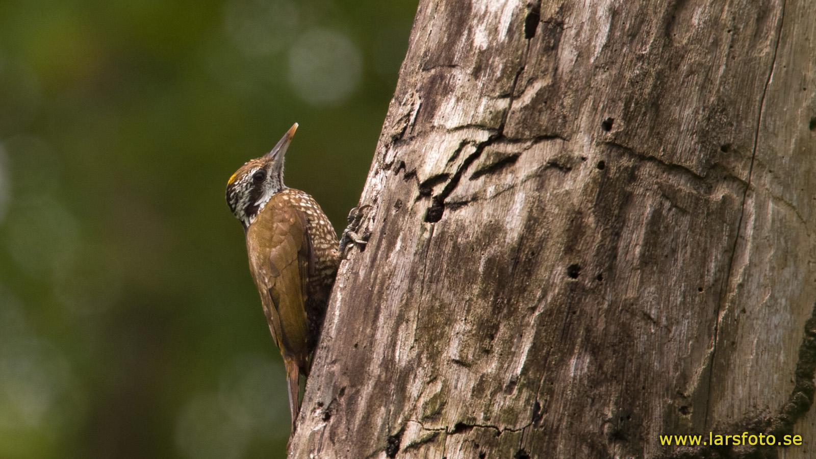 Brown with Yellow Crown Logo - Yellow Crested Woodpecker (Dendropicos Xantholophus) A Male, Showing