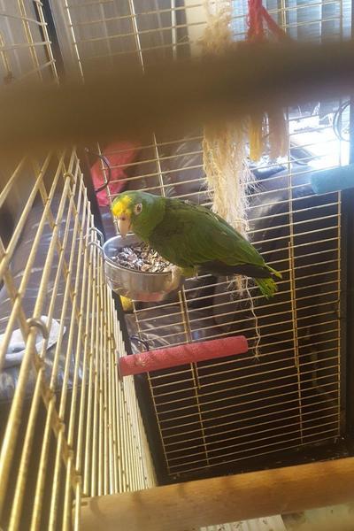 Brown with Yellow Crown Logo - YELLOW crown semi tame and talking parrot | Birdtrader