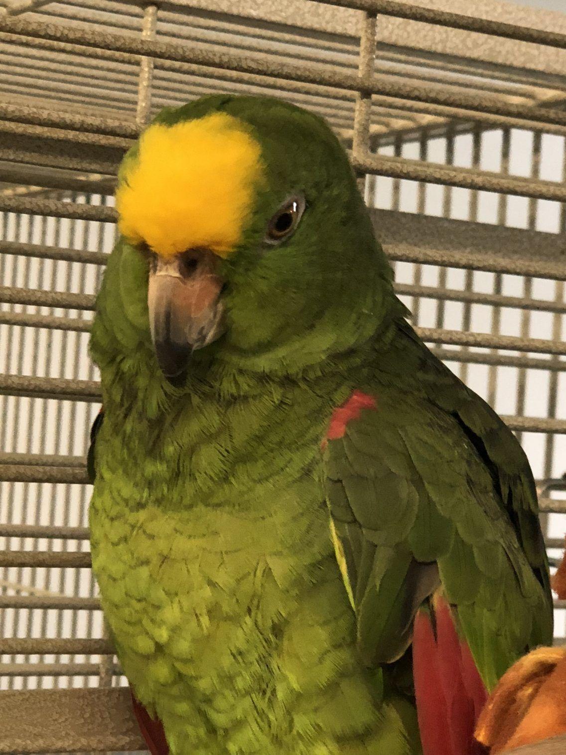 Brown with Yellow Crown Logo - Chumley” the Yellow Crown Amazon | Parrot Outreach Society