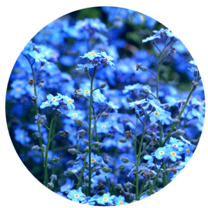 Red White Blue Flower Logo - The Blue Flower
