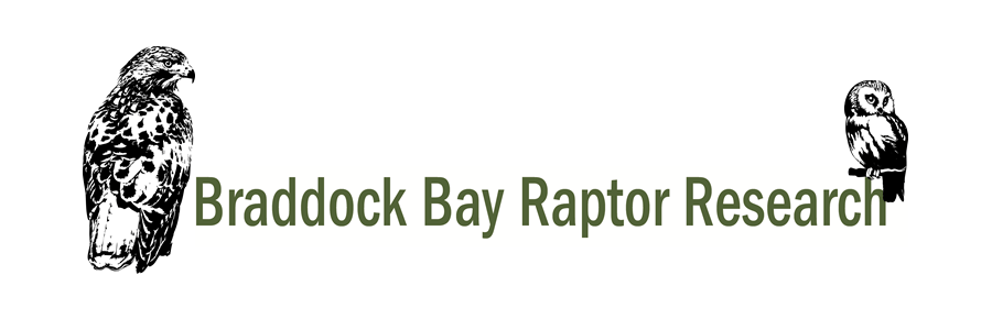 Bbrr Logo - Braddock Bay Raptor Research |