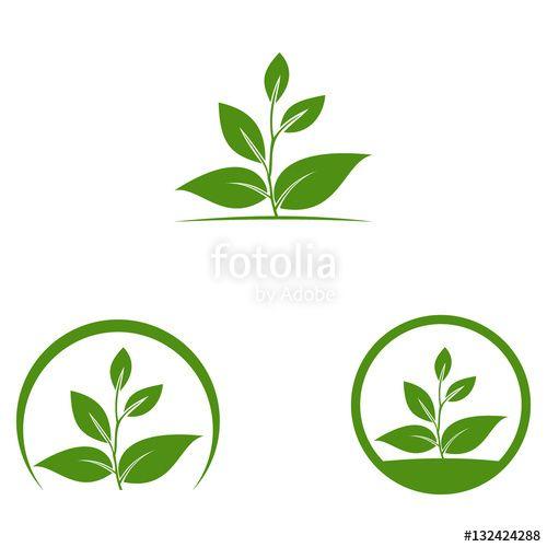 Tree Leaf Logo - oak, tree, leaf vector logo design