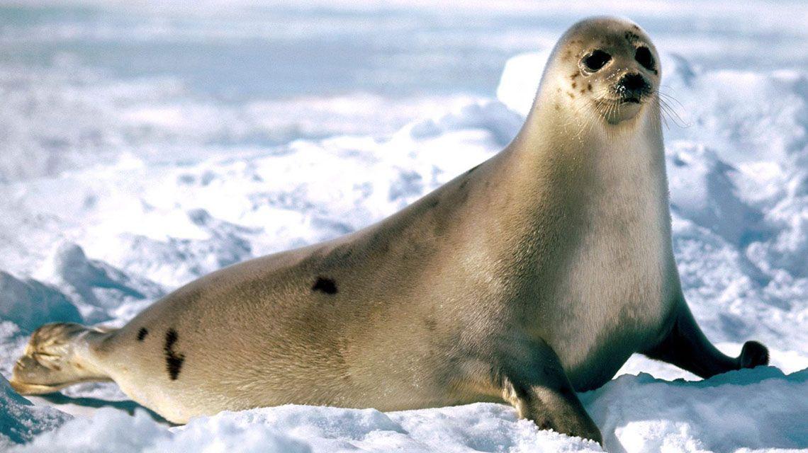 Fairhaven Harp Logo - Harp Seal Found in Fairhaven Dies | New England Boating & Fishing