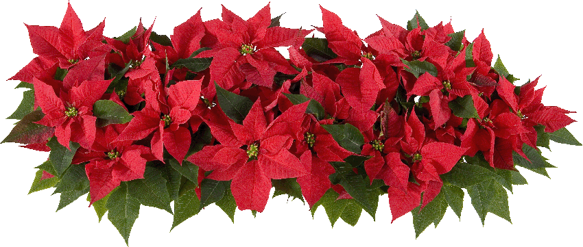 Poinsettia Logo - Poinsettia sales 2015