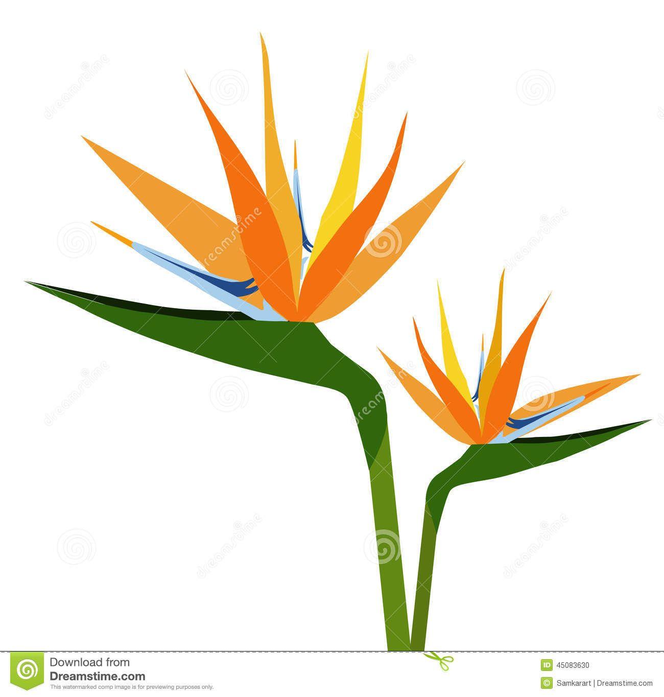 Paradise Flower Logo - bird of paradise flower - Google zoeken | Vectors | Birds of ...