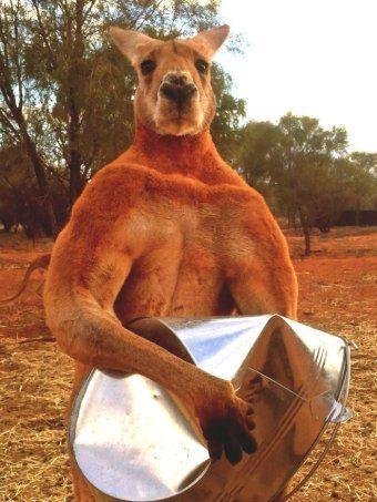 What Company Has a Kangaroo as Their Logo - Roger the ripped kangaroo dies aged 12 after 'lovely long life
