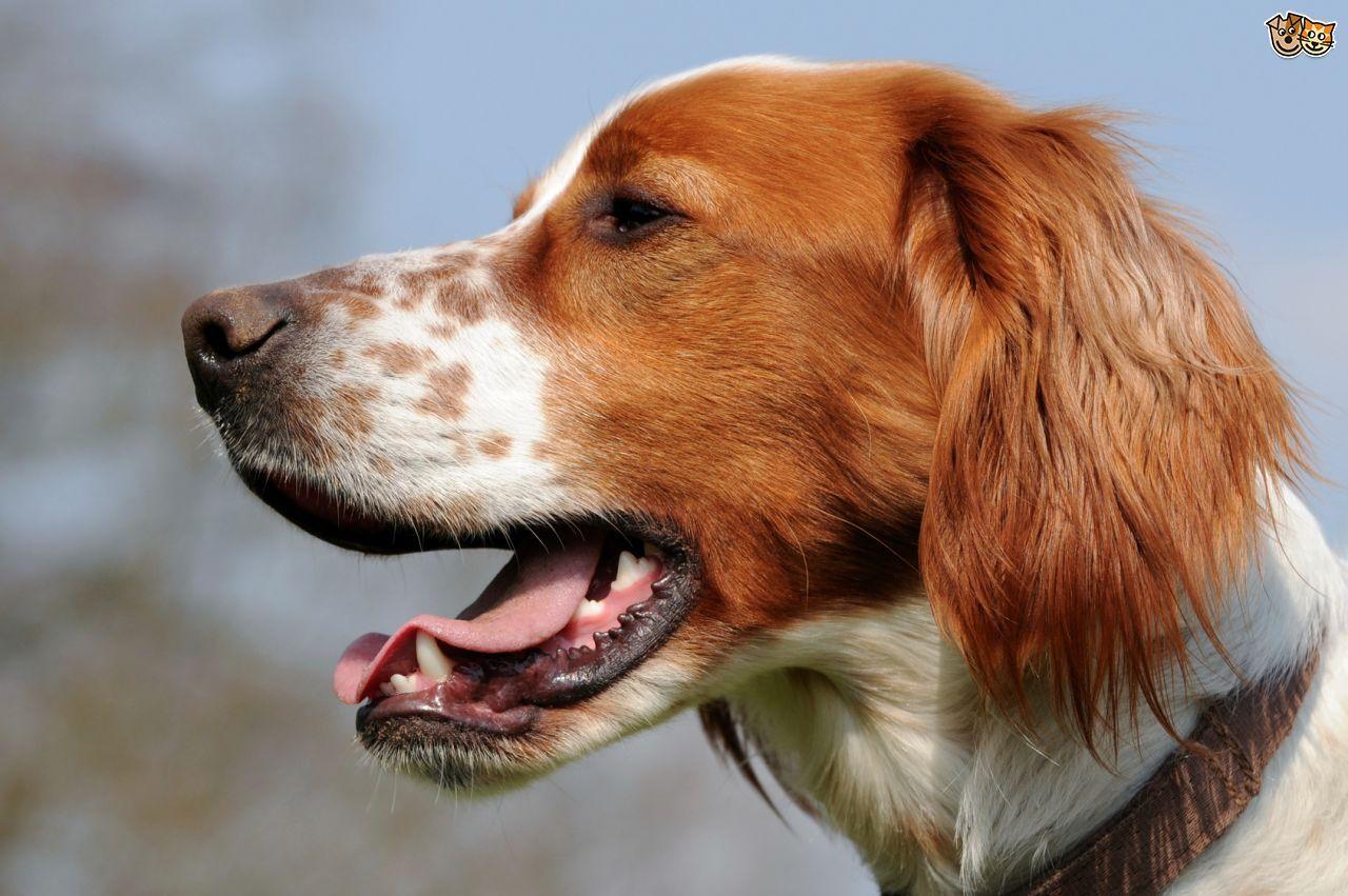 Red and White Dog Logo - Glorious Irish Dogs Breeds