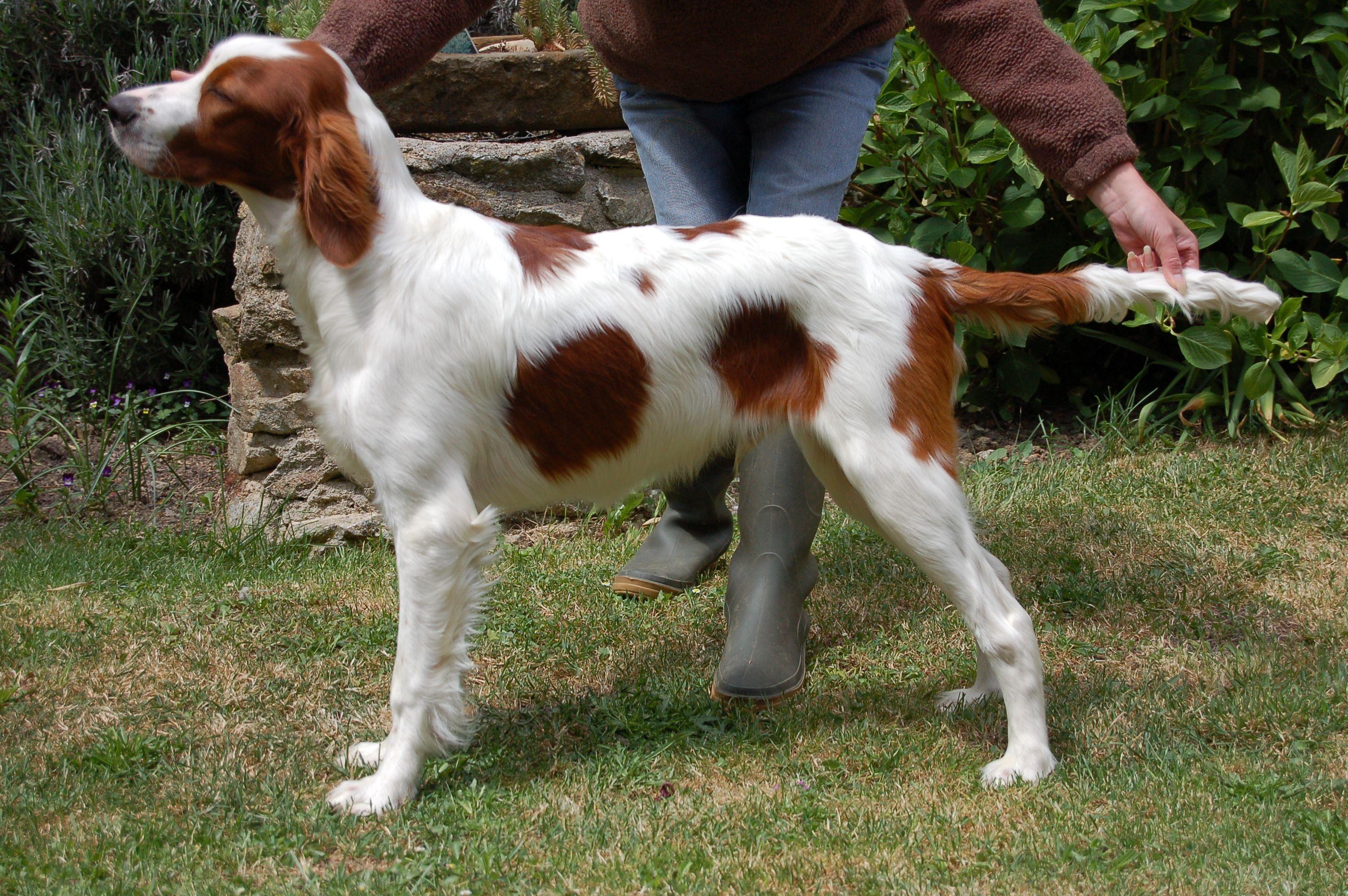 Red and White Dog Logo - Irish Red and White Setter History, Personality, Appearance, Health ...