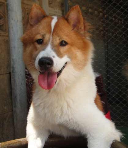 Red and White Dog Logo - Thai Bangkaew Dog Breed Information, Picture, & More