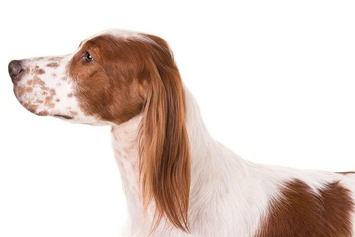 Red and White Dog Logo - Irish Red and White Setter Dog Breed Information