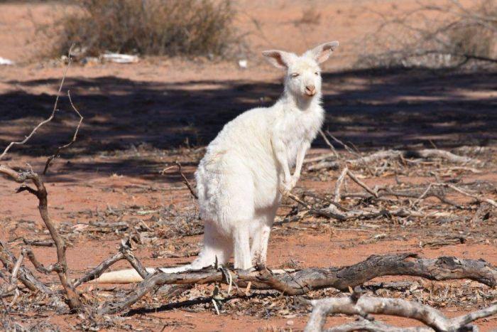 Red and White Kangaroo Logo - White kangaroo sightings booming as predators decrease and drought ...
