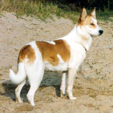 Red and White Dog Logo - Canaan Dog Colours – Genetics