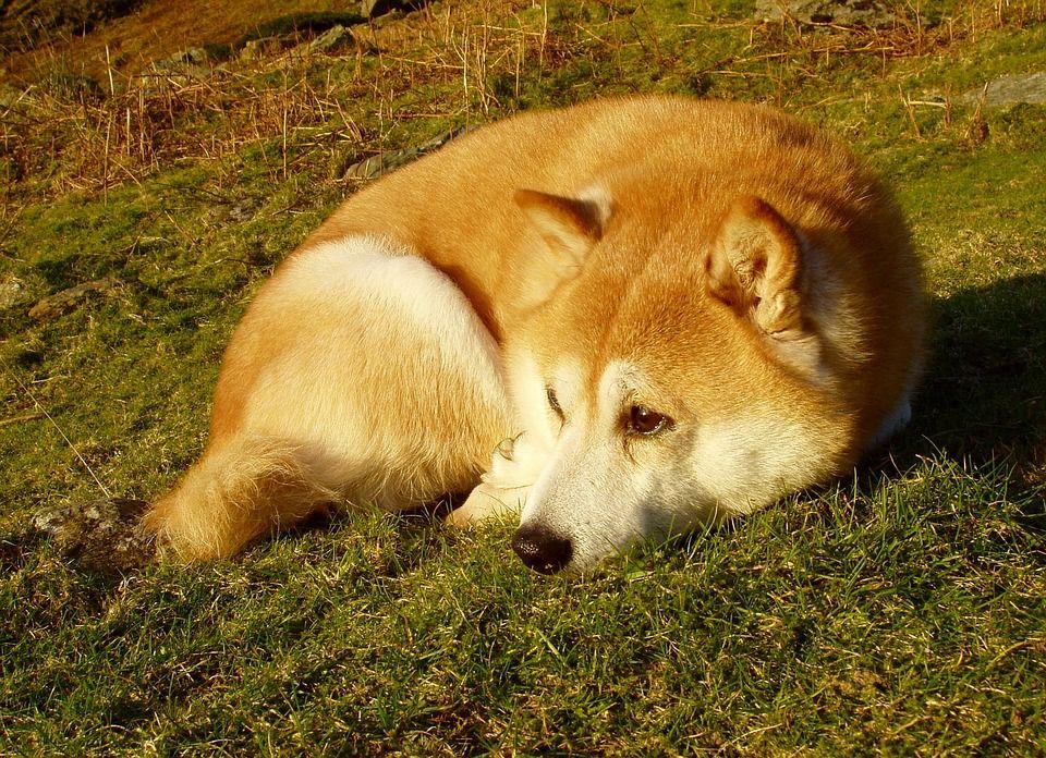 Red and White Dog Logo - Free photo Pet Sunset Inu Red And White Dog Shiba Inu Shiba