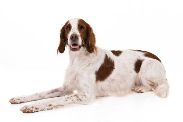 Red and White Dog Logo - 5 Reasons the Irish Red and White Setter May (or May Not) Be the Dog ...