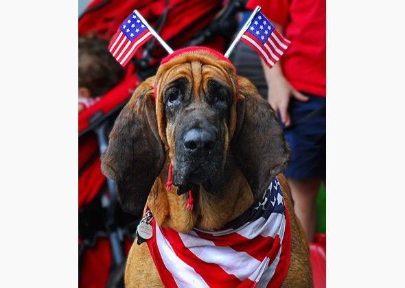 Red and White Dog Logo - Dogs Dressed Up in Red, White and Blue