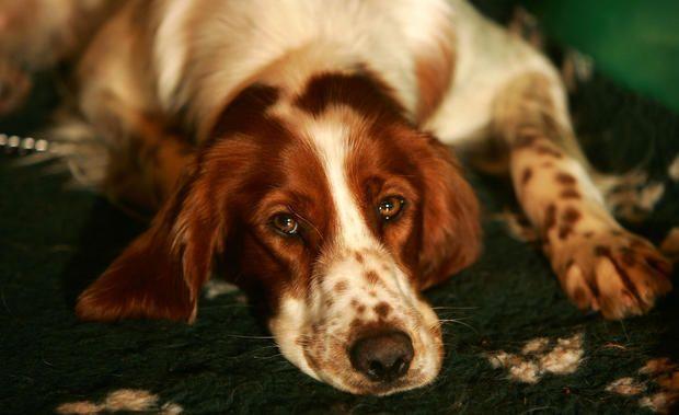 Red and White Dog Logo - Irish Red and White Setter Disappearing Dog Breeds