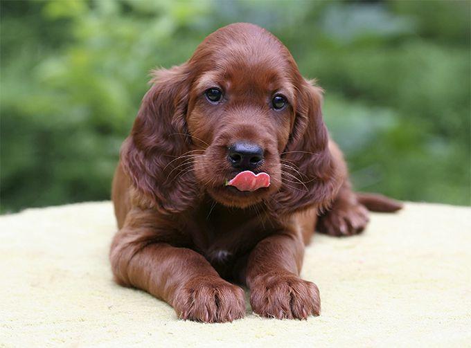 Red and White Dog Logo - Irish Red and White Setter Dog Breed Information, Pictures ...